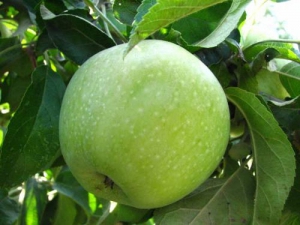 Саженцы яблони Яблоня СЕМЕРЕНКО фото