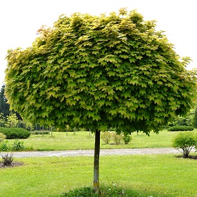 Клен остролистный Глобозум  (Acer platanoides Globosum) фото