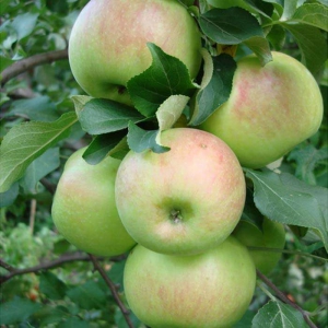 Саженцы яблони Яблоня БОГАТЫРЬ фото