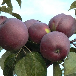 Саженцы яблони Яблоня ИМАНТ фото