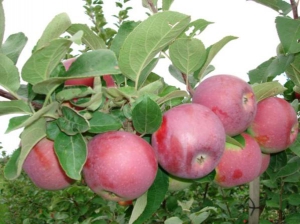 Саженцы яблони Яблоня СПАРТАН фото
