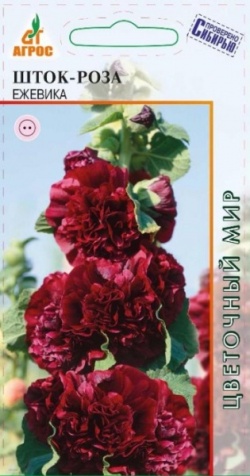 Шток-роза Ежевика  0,1г фото