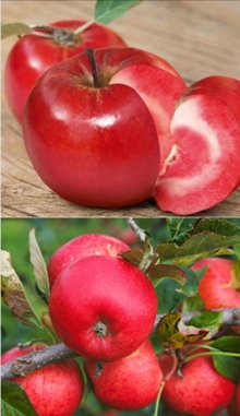 Саженцы яблони Яблоня Ред Кетти 2  летка фото