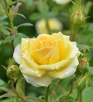 Роза почвопокровная  Йеллоу Фейри фото