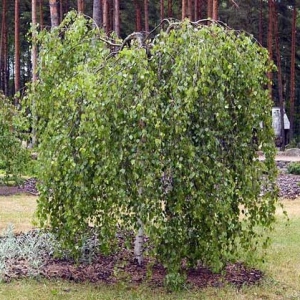 Береза повислая Юнги (Betula pendula Youngii) фото