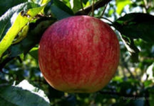 Саженцы яблони Яблоня СЛАВА ПОБЕДИТЕЛЯМ фото