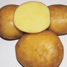 Картофель семенной Метеор 3 кг фото