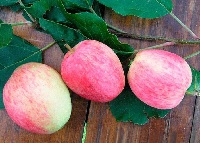 Саженцы яблони Яблоня Аркадик фото