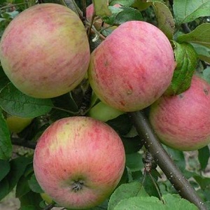 Саженцы яблони Яблоня ОРЛИНКА фото