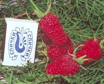 Малина Гигант рубиновый (бесшипная крупноплодная) фото