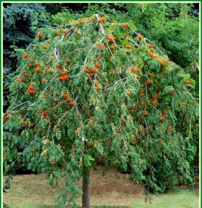 Рябина обыкновенная Пендула (Sorbus aucuparia Pendula) фото