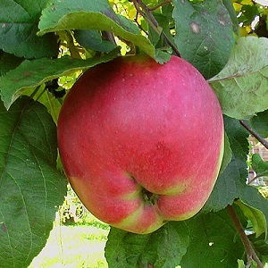 Саженцы яблони Яблоня АПОРТ фото