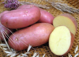 Картофель семенной Ред Скарлет 3 кг фото