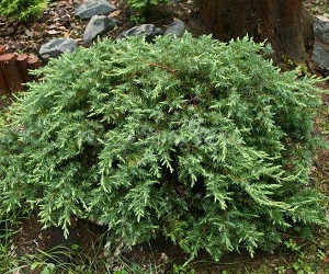 Можжевельник прибрежный Шлягер (Juniperus Schlager) фото