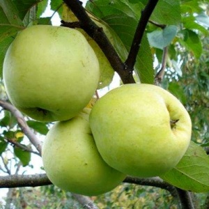 Саженцы яблони Яблоня АНТОНОВКА  фото