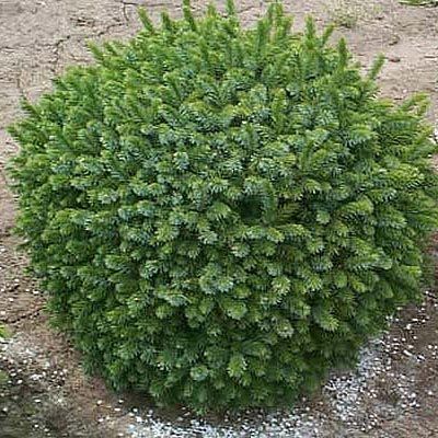 Ель сербская Карел (Picea omorika Karel) фото