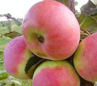 Саженцы яблони Яблоня АУКСИС фото