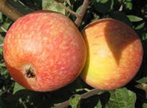 Саженцы яблони Яблоня КОНФЕТНОЕ фото