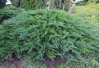 Можжевельник казацкий Тамарисцифолия (Tamariscifolia) фото